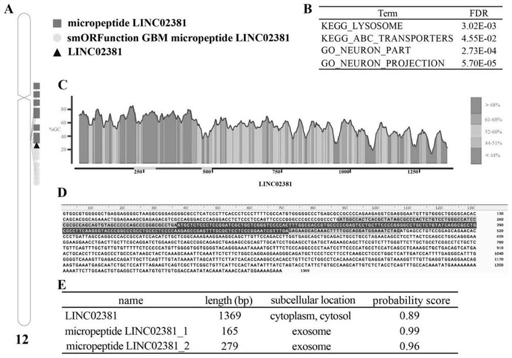 Function prediction and screening method of glioblastoma lncRNA coding micropeptide