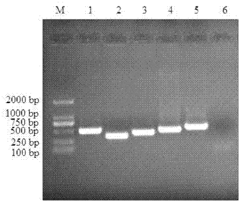 Genetic engineering marked attenuated vaccine strain of porcine reproductive and respiratory syndrome virus and application thereof
