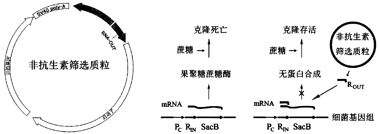 Method for preparing iPSC (induced Pluripotent Stem Cell) by free plasmid vector screened by non-antibiotics