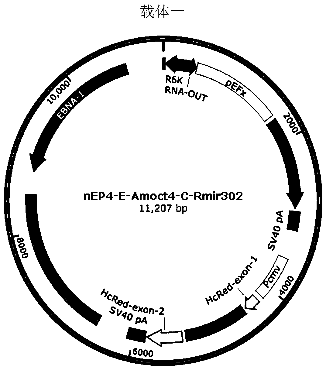 Method for preparing iPSC (induced Pluripotent Stem Cell) by free plasmid vector screened by non-antibiotics