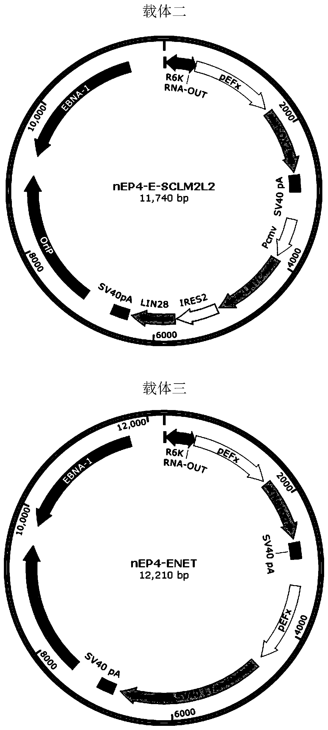 Method for preparing iPSC (induced Pluripotent Stem Cell) by free plasmid vector screened by non-antibiotics