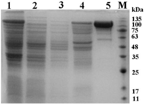 Mutation-modified bacillus megaterium ALA2 cytochrome P450 enzyme, and preparation method and application thereof