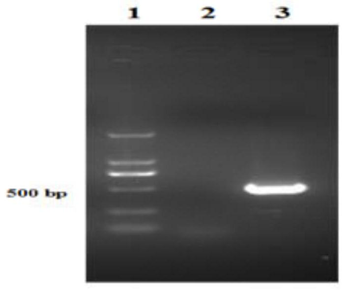 A kind of peg modification method of recombinant human il-24 protein