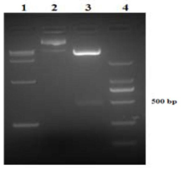A kind of peg modification method of recombinant human il-24 protein