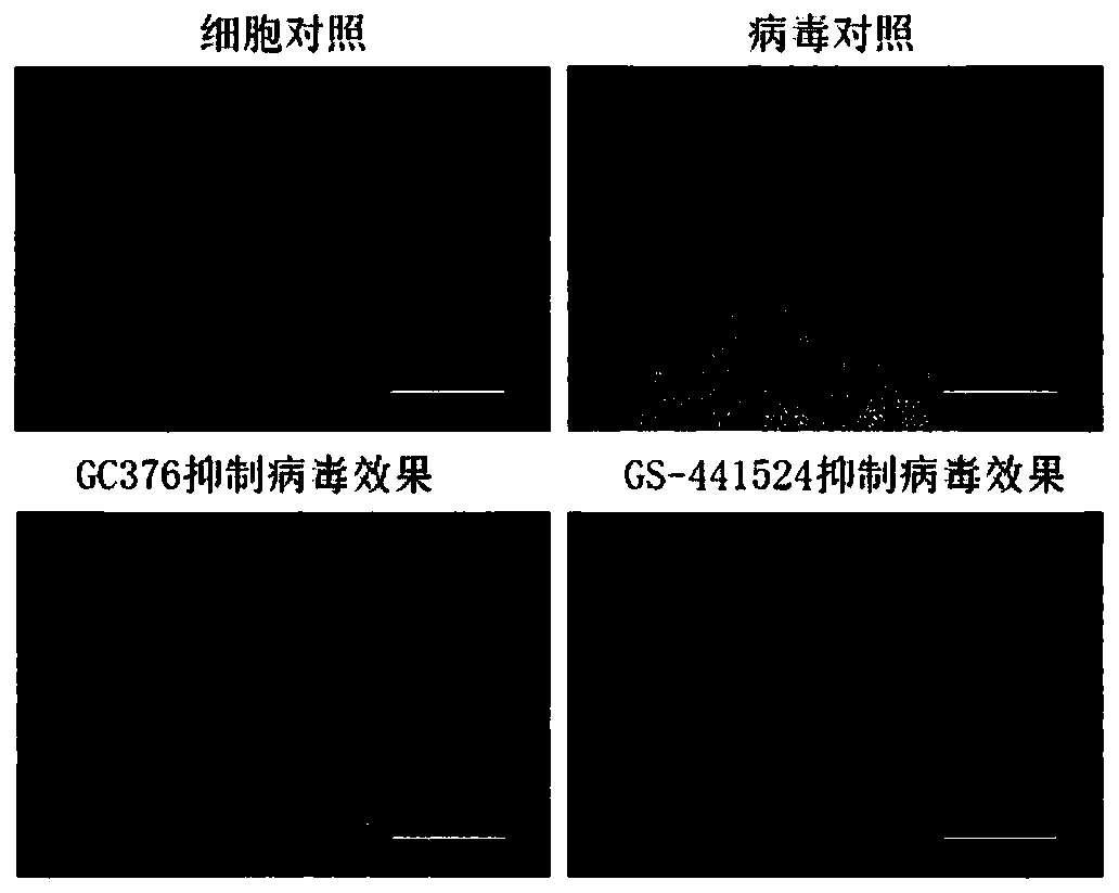 Feline infectious peritonitis virus inhibitor composition composed of GC376 and GS-441524