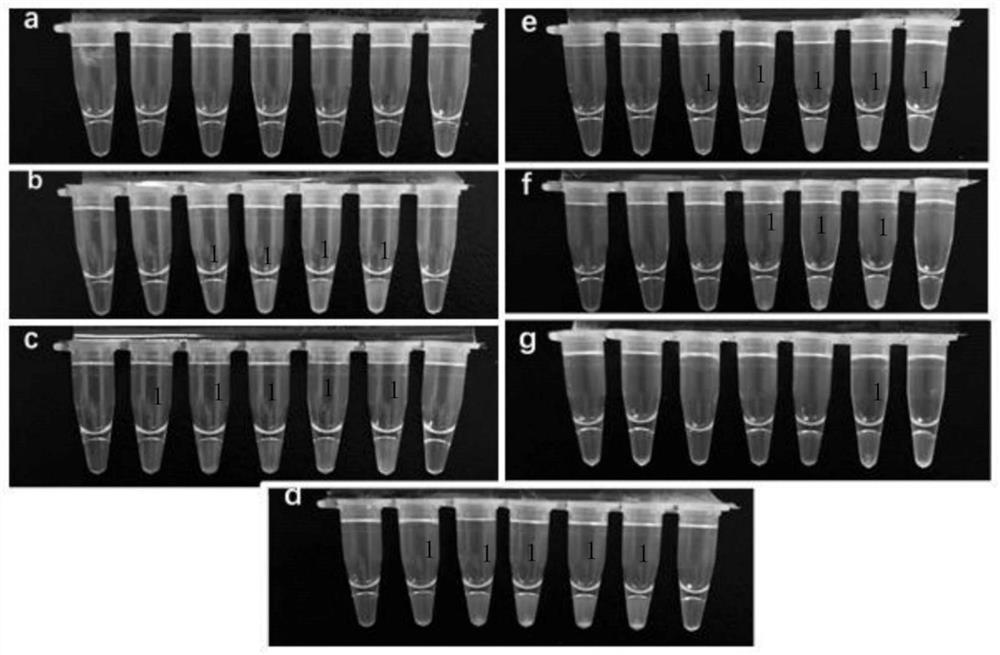 Primer composition, kit and detection method for detecting OXA48 family genes by LAMP (Loop-Mediated Isothermal Amplification)