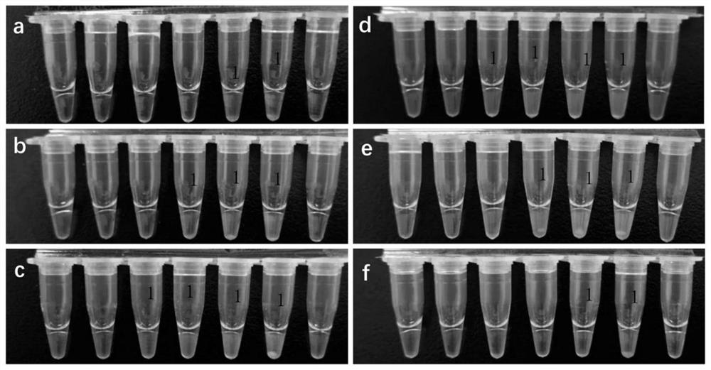 Primer composition, kit and detection method for detecting OXA48 family genes by LAMP (Loop-Mediated Isothermal Amplification)