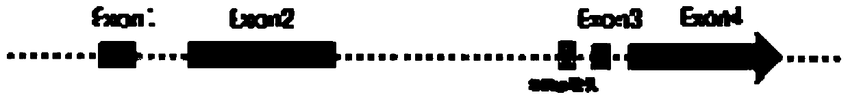 Specific molecular marker of pear PbELF3b gene and application of specific molecular marker