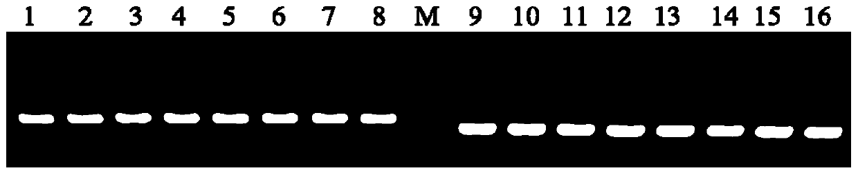 Specific molecular marker of pear PbELF3b gene and application of specific molecular marker