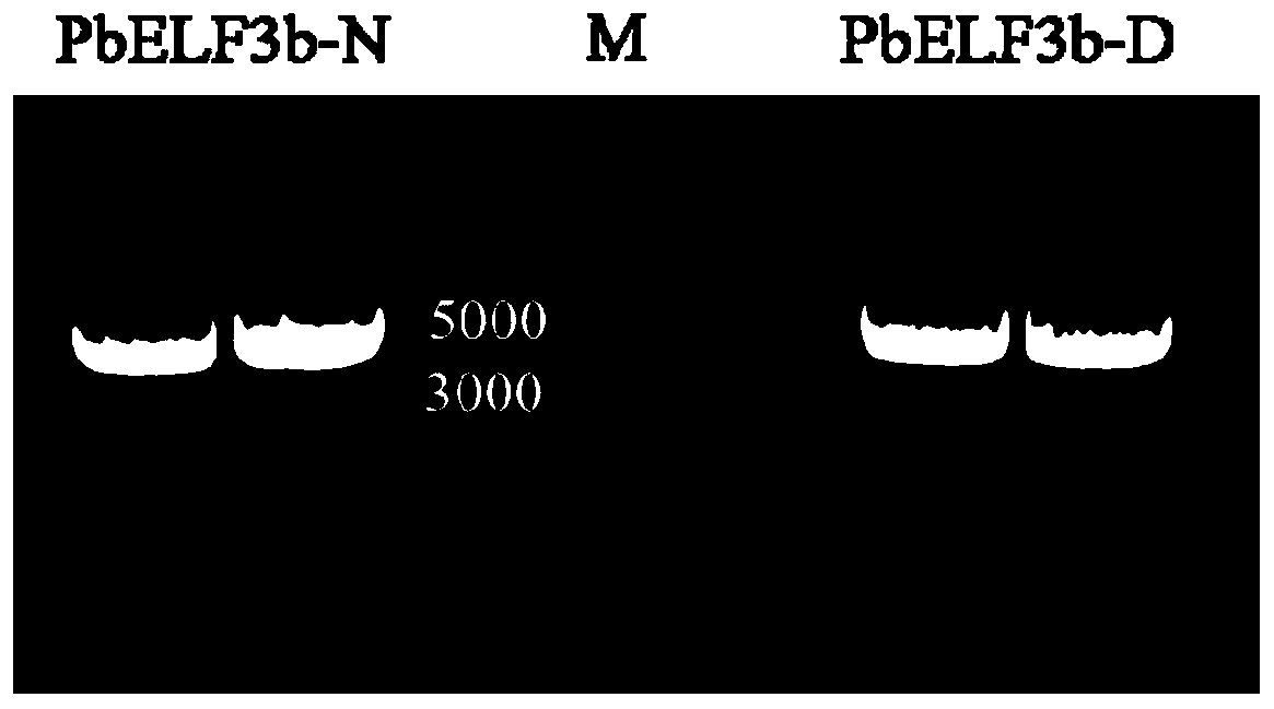 Specific molecular marker of pear PbELF3b gene and application of specific molecular marker