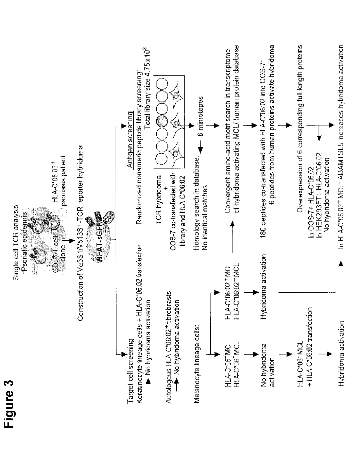 Antigenic peptides for the diagnosis, therapy monitoring and/or treatment of psoriasis vulgaris