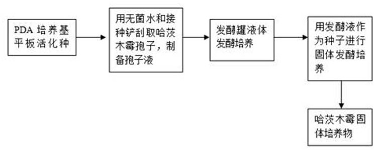 A microbial culture for preventing and controlling ground maggots and underground nematodes, a preparation method and a control method thereof