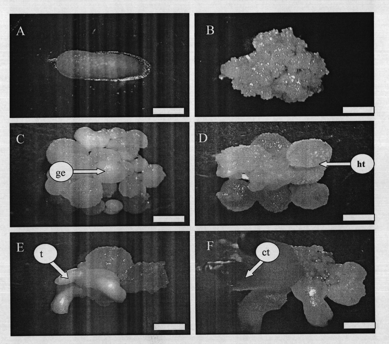 Method for somatic cell embryogeny and plant regeneration of medicinal plant schisandga chinensis baill