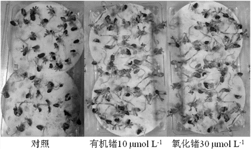 Method for improving seed germinating and seedling quick growth of caragana microphylla