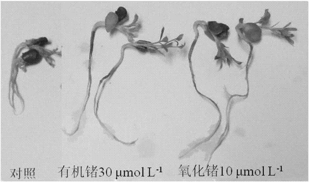 Method for improving seed germinating and seedling quick growth of caragana microphylla