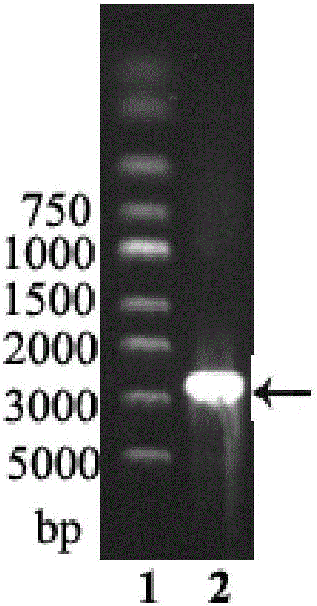 Isoamylase, gene of isoamylase, engineering bacterium with gene and application of gene