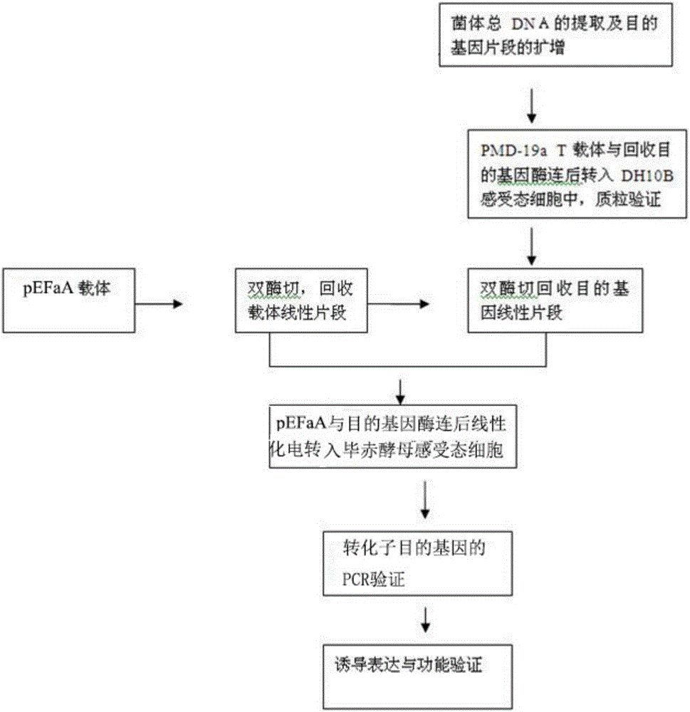 Isoamylase, gene of isoamylase, engineering bacterium with gene and application of gene