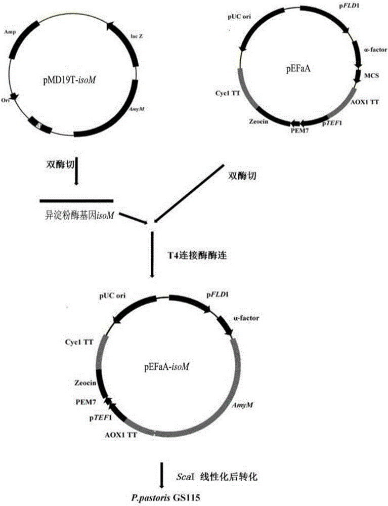 Isoamylase, gene of isoamylase, engineering bacterium with gene and application of gene