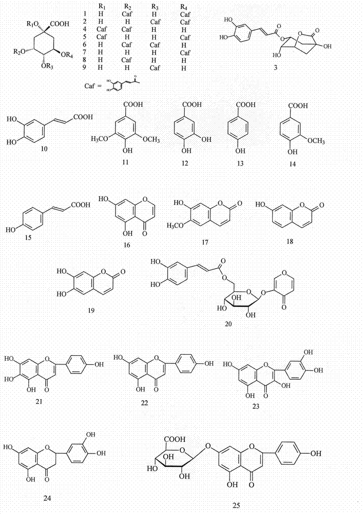 Preparation method of total phenolic acid of erigeron breviscapus