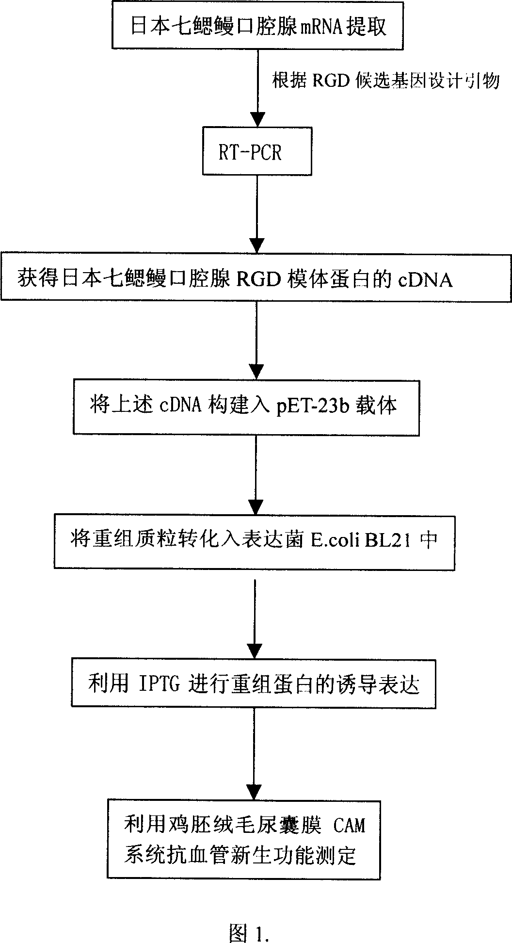 Gene clone and expression of RGD die body protein of oral gland in Japan lamprey possessing function for anti tumour