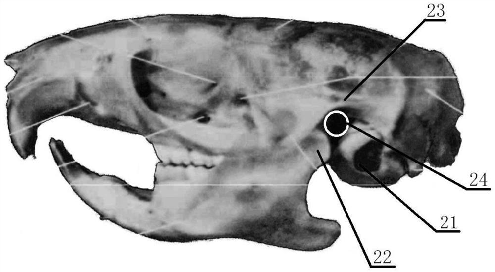 Temporomandibular joint positioning device for laboratory mouse