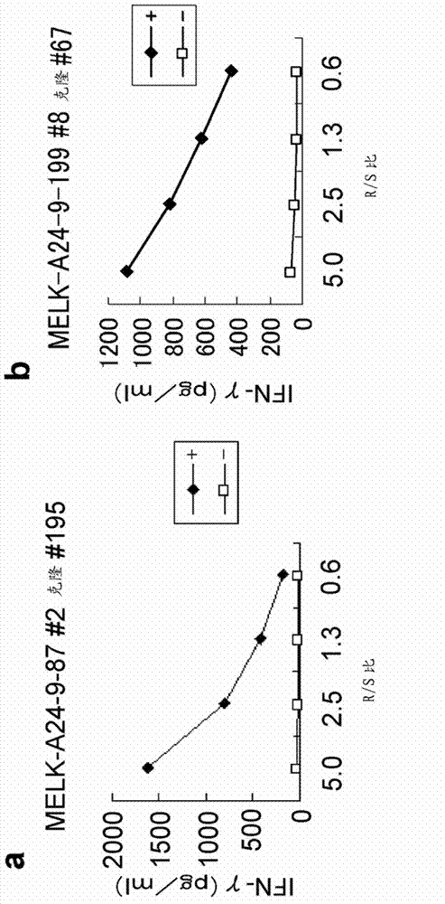 Modified MELK peptides and vaccines containing the same