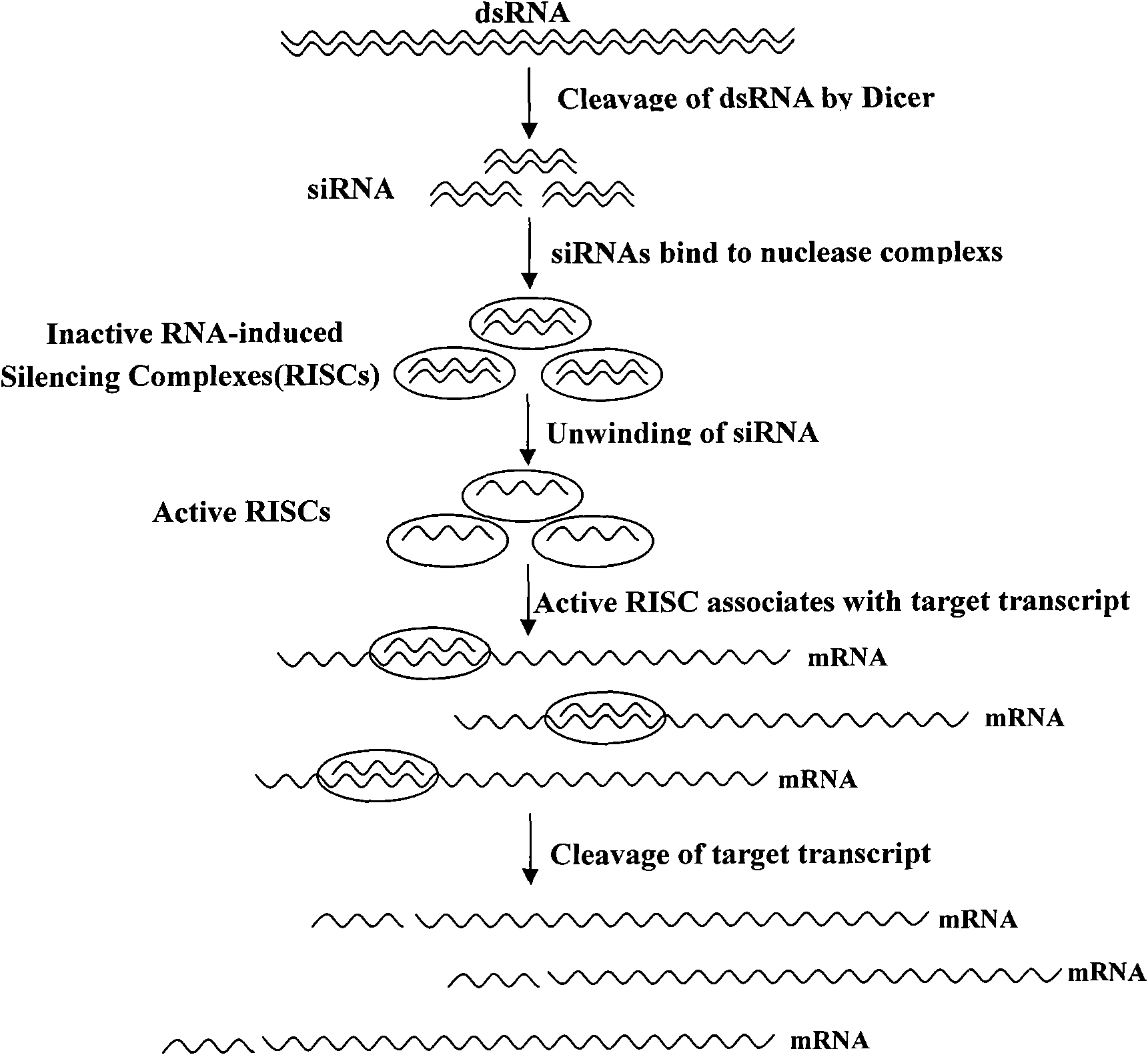 Anti-PCVD shRNA and design-synthesis method and application thereof