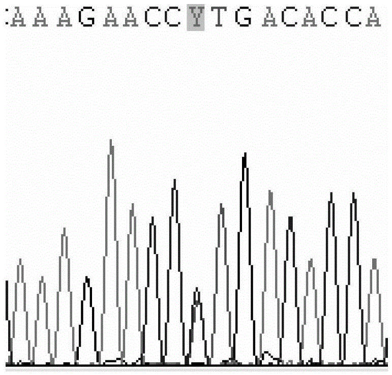 The cyp2c9 gene fragment including 1400t&gt;c mutation, the encoded protein fragment and its application