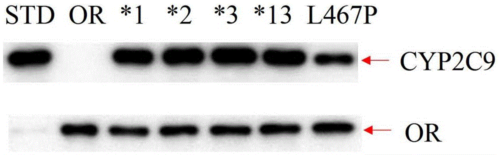 The cyp2c9 gene fragment including 1400t&gt;c mutation, the encoded protein fragment and its application