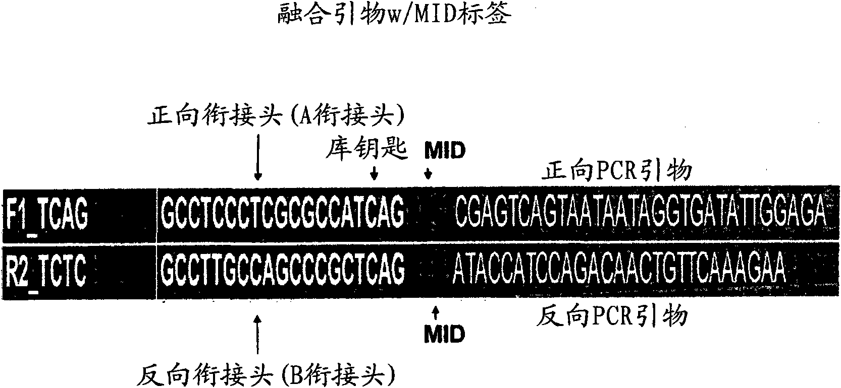 High resolution, high throughput hla genotyping by clonal sequencing