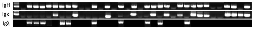 Broad-spectrum neutralizing antibody for resisting novel coronavirus and application of broad-spectrum neutralizing antibody