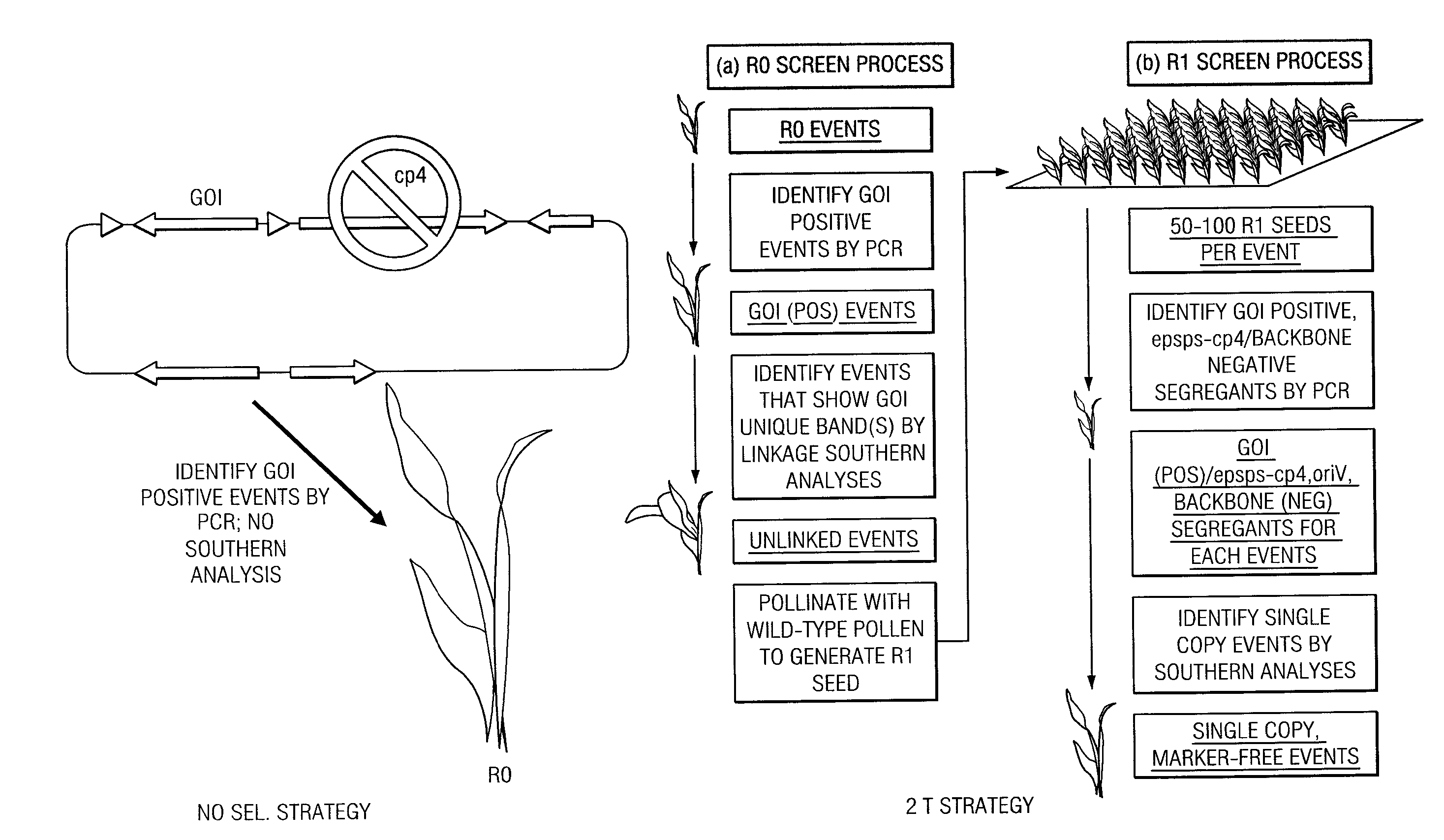 Plant transformation without selection