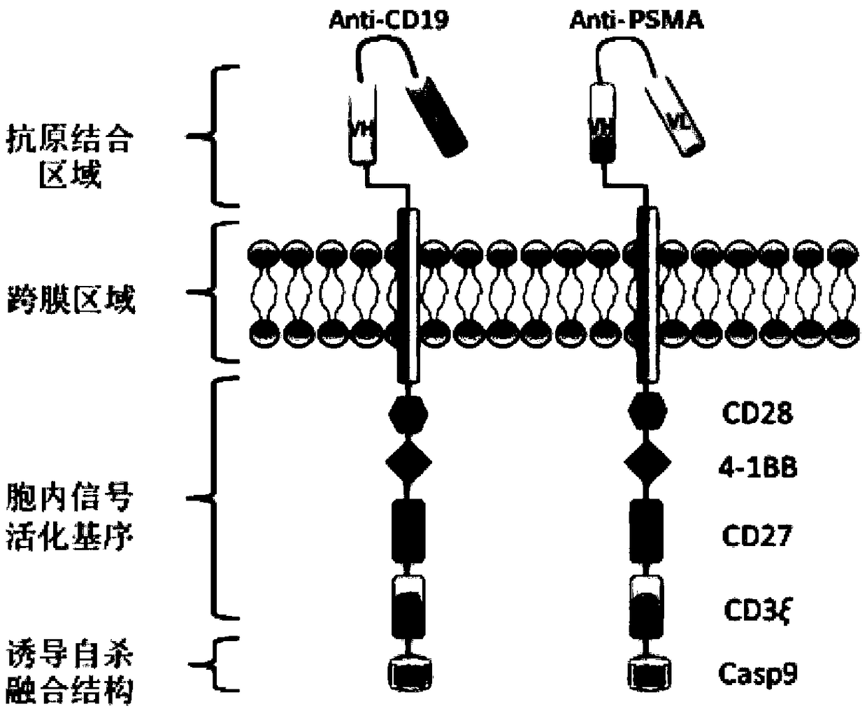 Double chimeric antigen receptor gene-modified immune cell based on CD19 and PSMA and application thereof