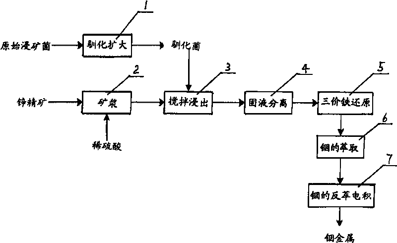 Leaching-ore bacteria and biological indium extraction process in sphalerite concentrate ore