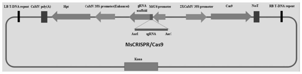 A method for site-directed mutation of alfalfa gene using CRISPR/Cas9 system