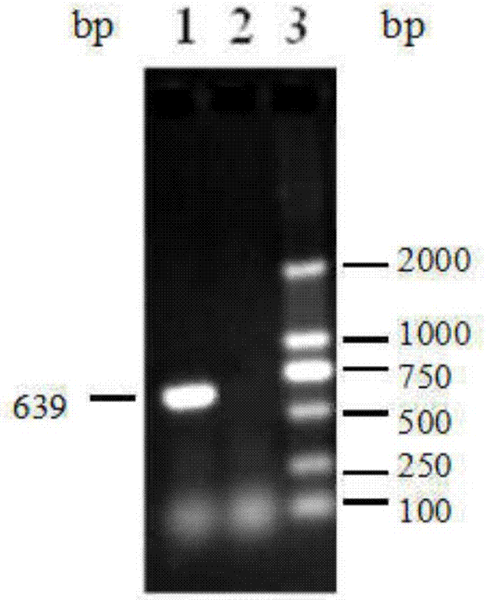 O-type fmdv antibody direct competition ELISA detection kit