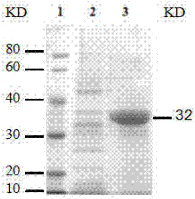 O-type fmdv antibody direct competition ELISA detection kit