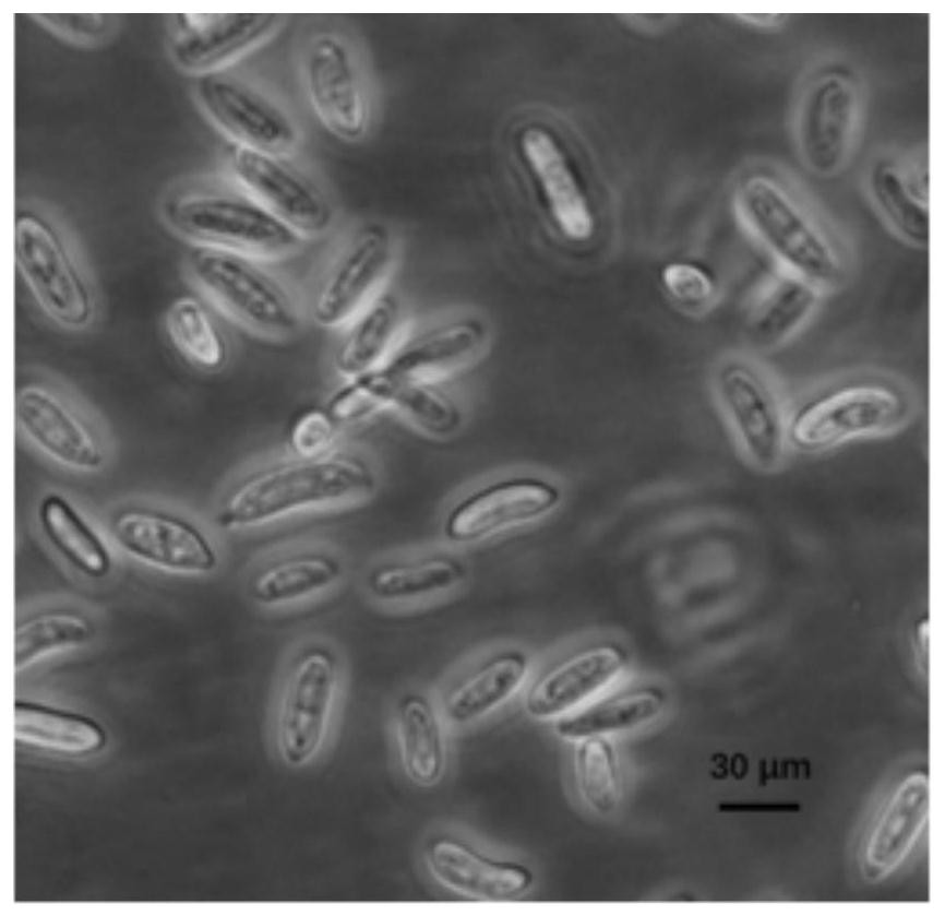 A low-temperature straw-degrading fungus jgdw-1 and its agent and application