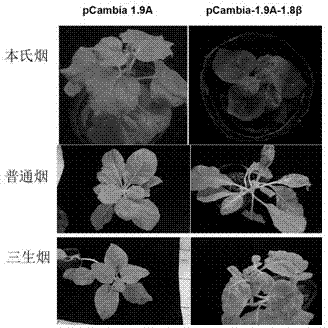 Method for constructing cotton leaf curl Multan virus (CLCuMV) infectious vectors