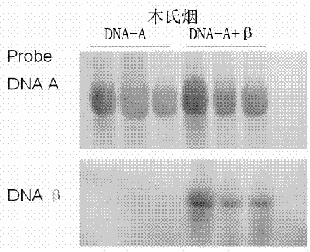 Method for constructing cotton leaf curl Multan virus (CLCuMV) infectious vectors