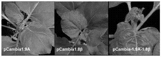 Method for constructing cotton leaf curl Multan virus (CLCuMV) infectious vectors