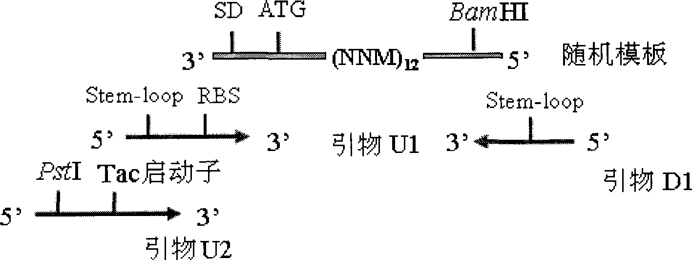 12 peptide ZA for inhibiting hepatitis c virus to infect human cell and preparation method and application