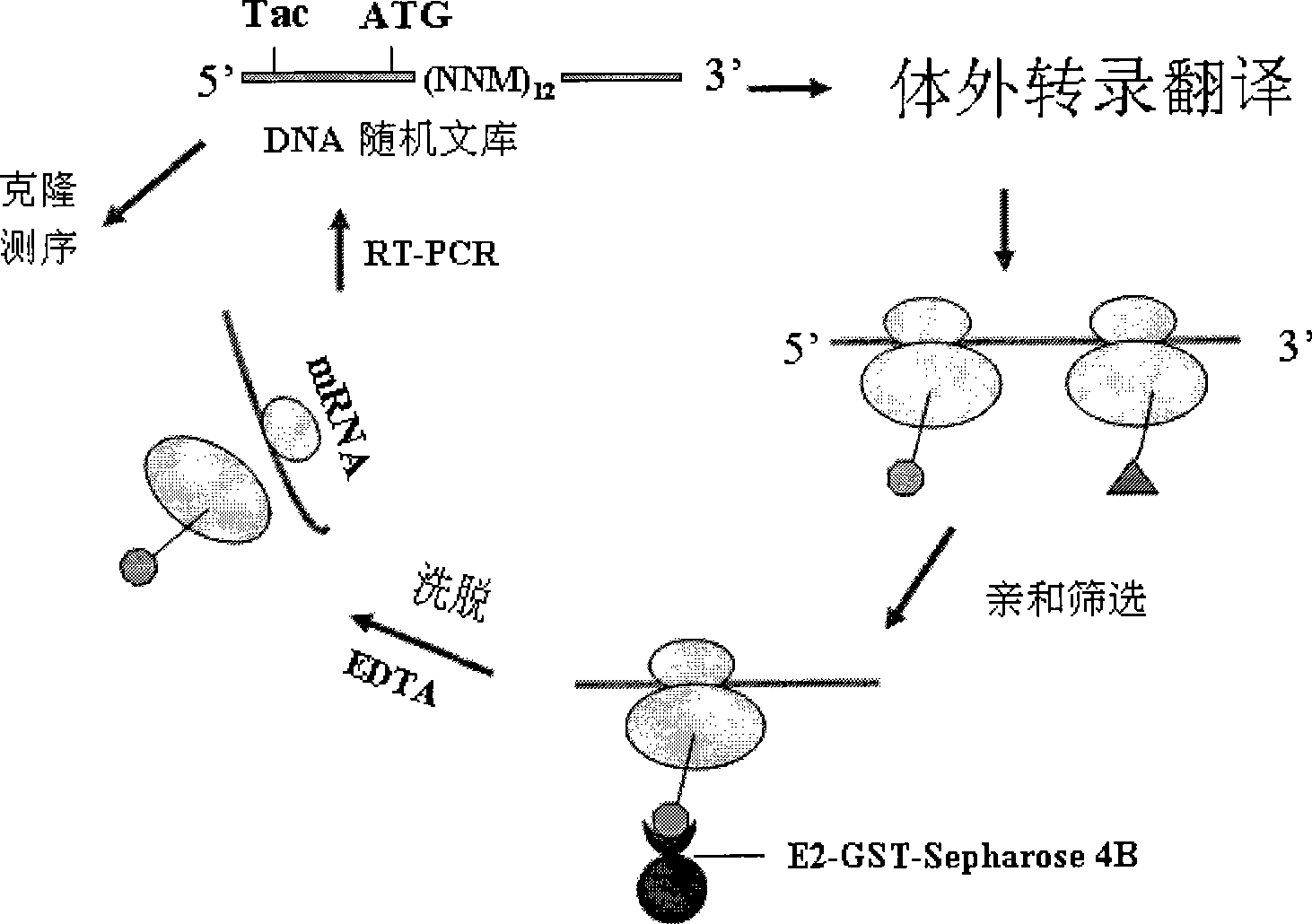 12 peptide ZA for inhibiting hepatitis c virus to infect human cell and preparation method and application