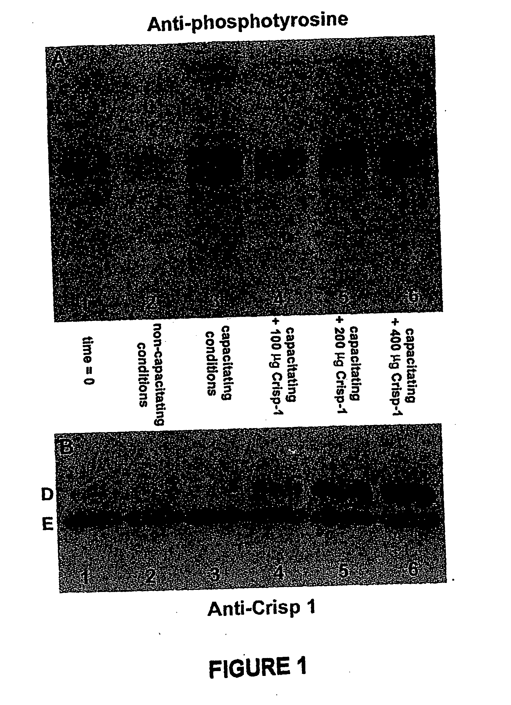 Crisp polypeptides as contraceptives and inhibitors of sperm capacitation