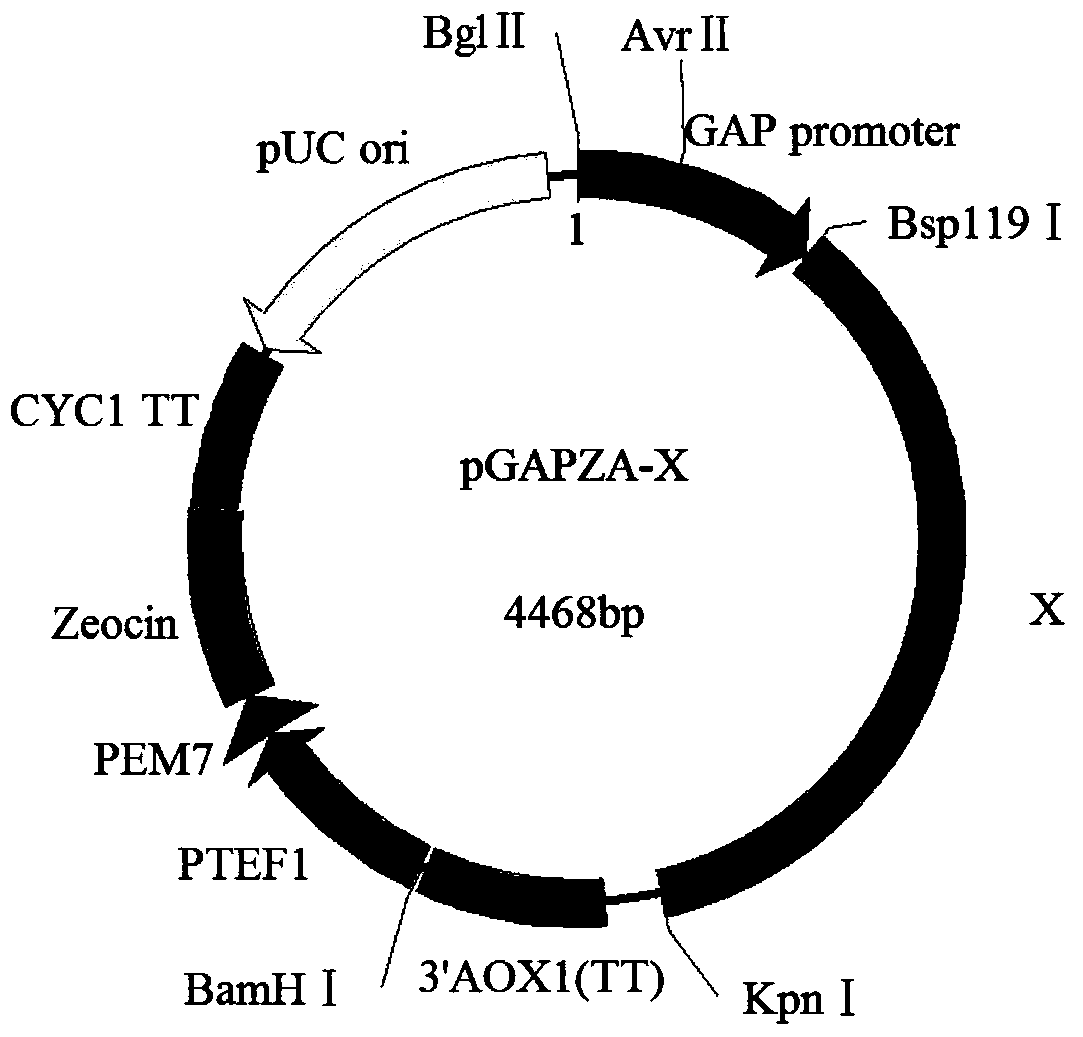 A kind of alkaline pectinase secretion enhanced bacterial strain and its application