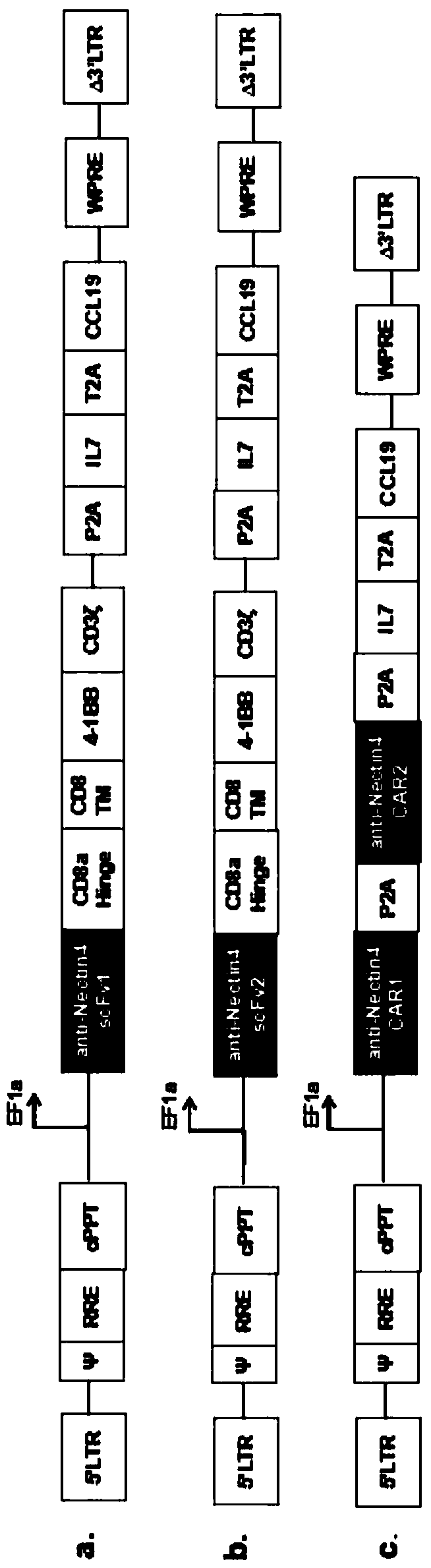 Fourth-generation CAR-T cell as well as construction method and application thereof