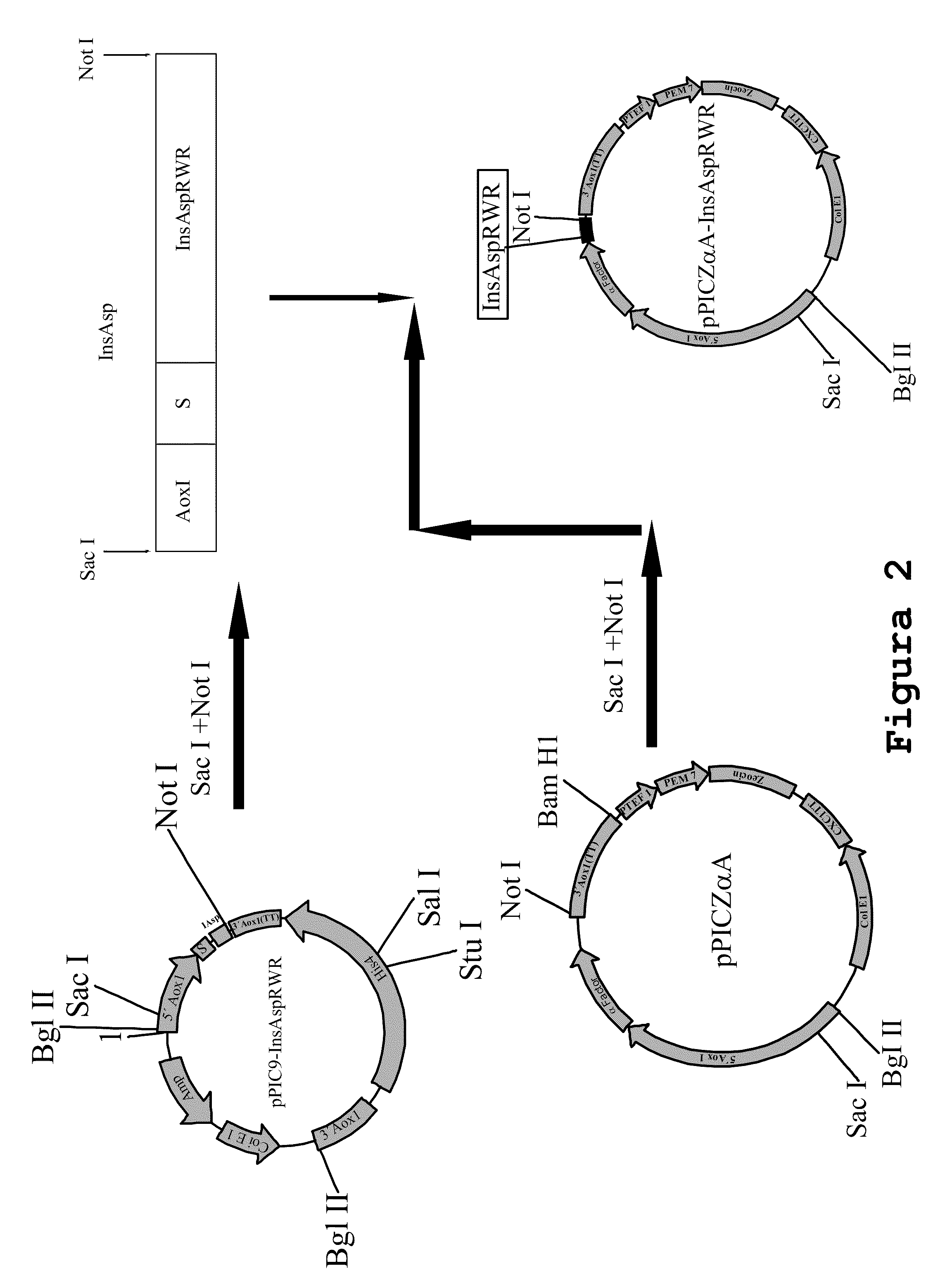 Process for obtaining aspart insulin using a pichia pastoris yeast strain