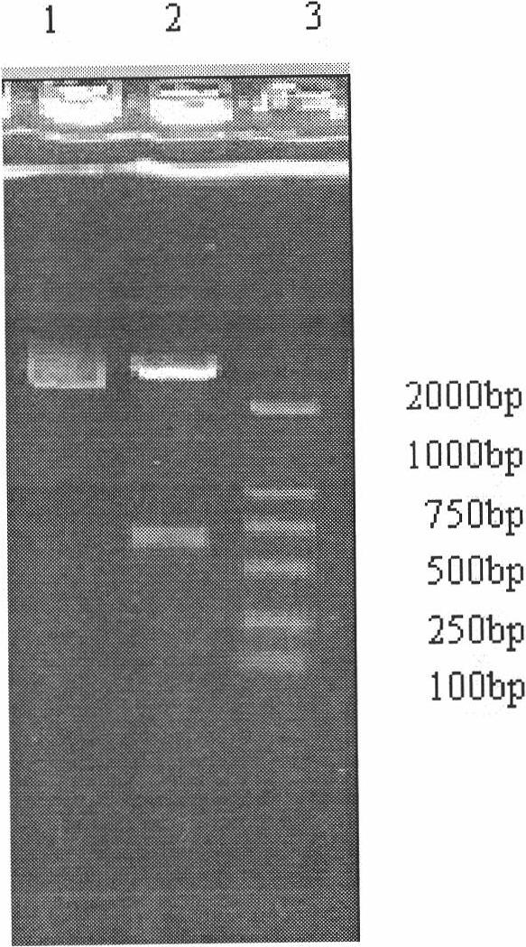 Recombinant large-tooth flounder interleukin-6 protein and preparation method thereof