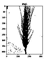 Method for determining wheat head scab levels based on cloud model