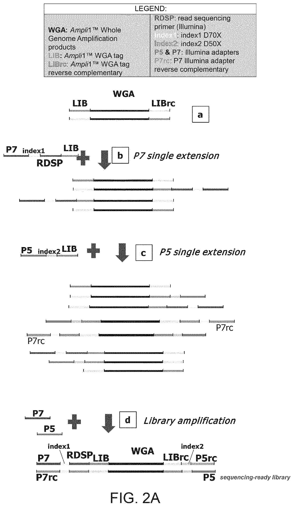 Improved method and kit for the generation of DNA libraries for massively parallel sequencing